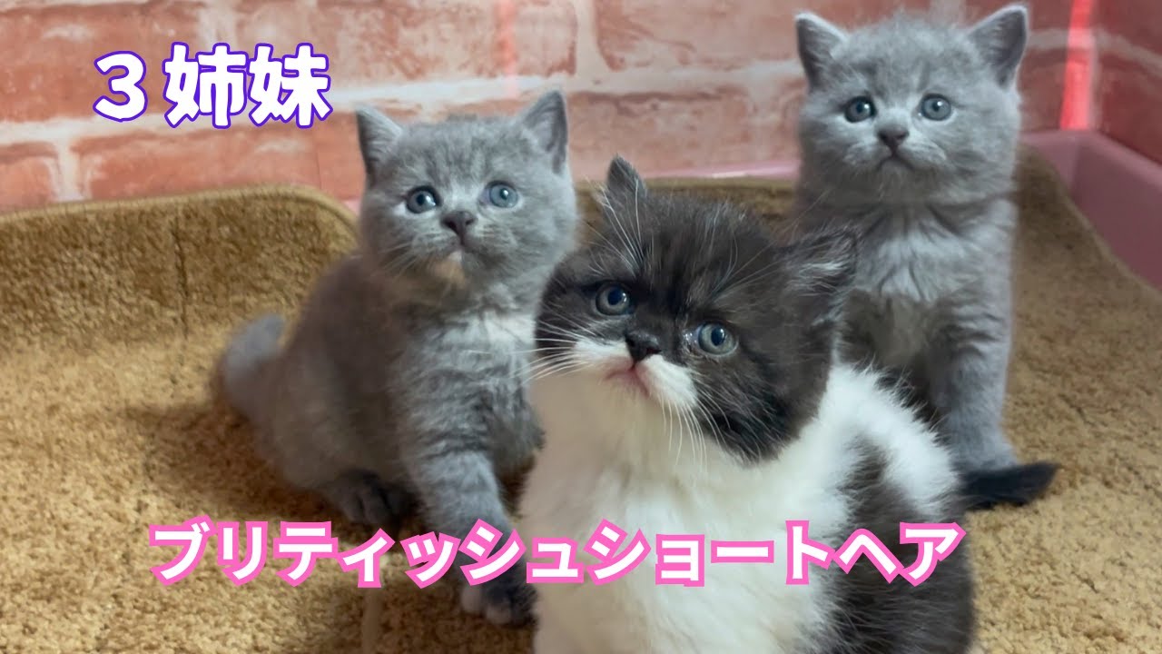 【3姉妹のブリティッシュショートヘア子猫】2023.5.23生まれ34日目