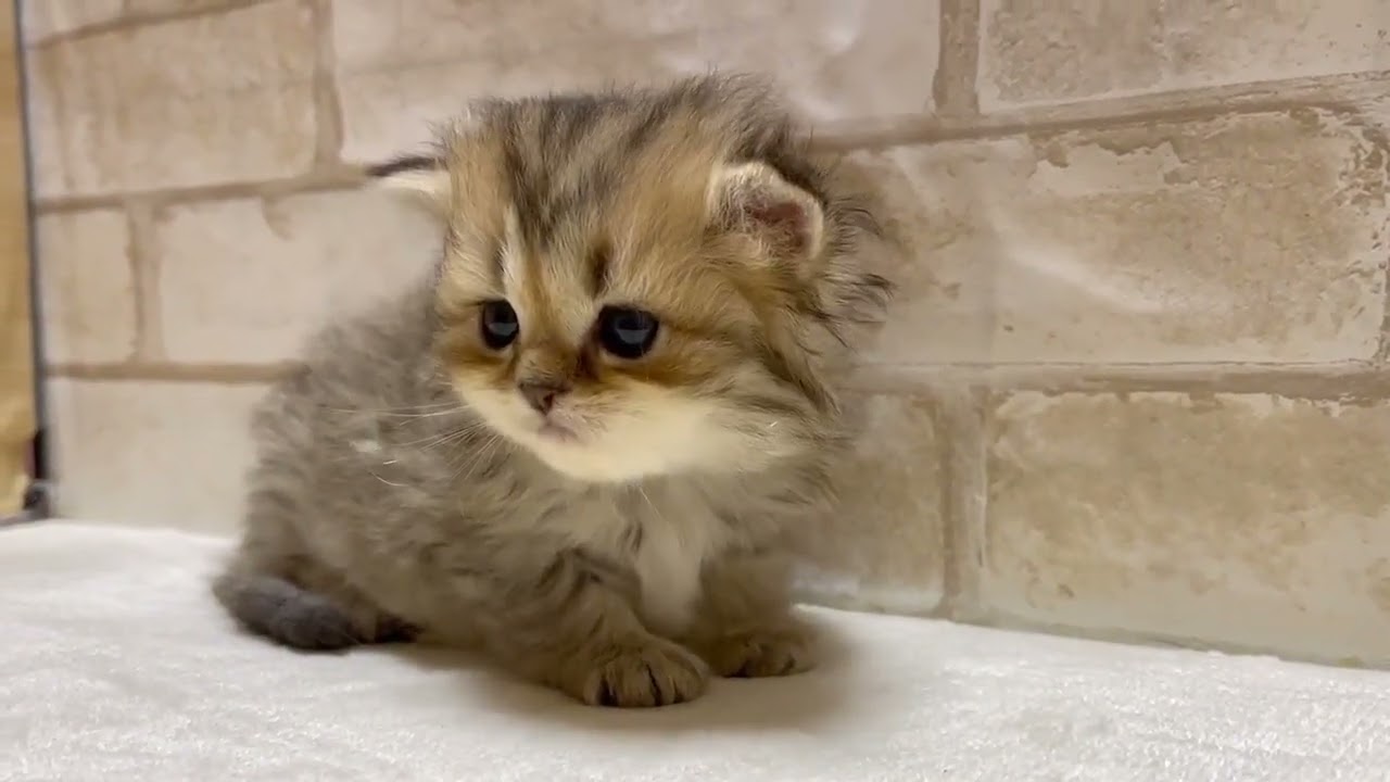 ペルシャ（チンチラ） ハンサムボーイくん♡シェーデットゴールデンの男の子
