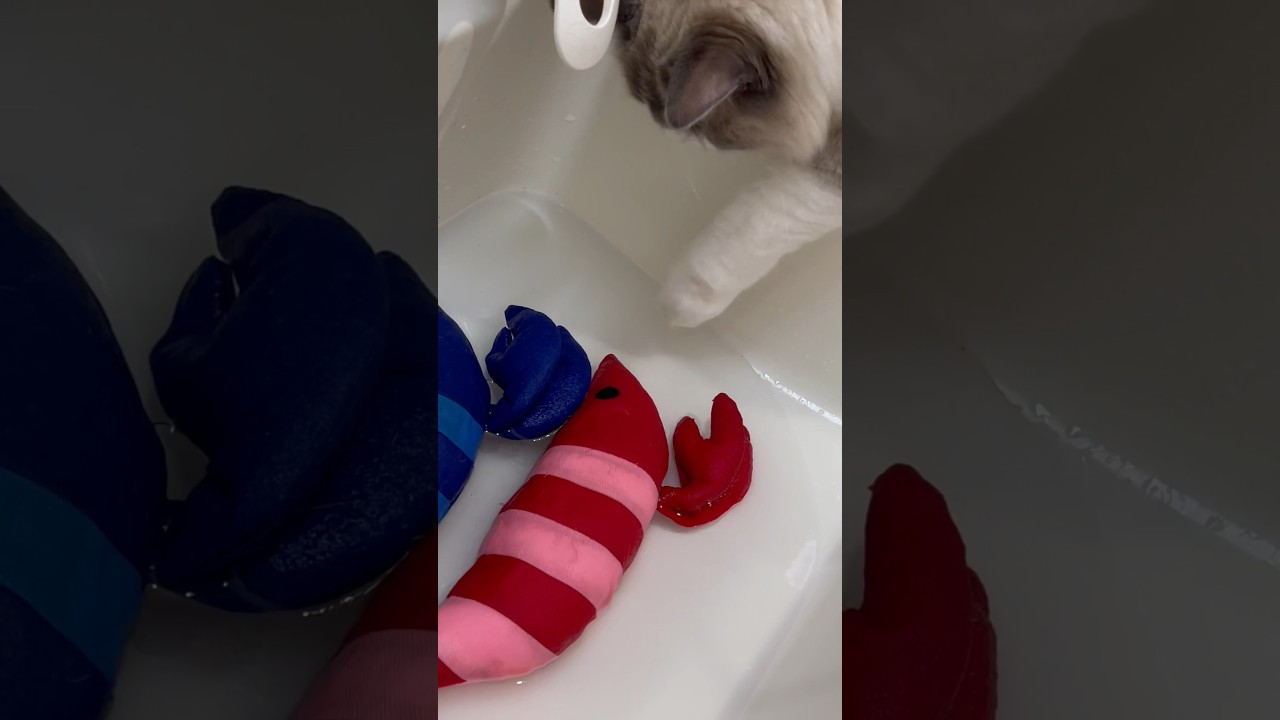 突然のエビ洗いに戸惑う末っ子🐈 #猫 #cat #ragdoll #ラグドール #ねこのいる生活 #shorts