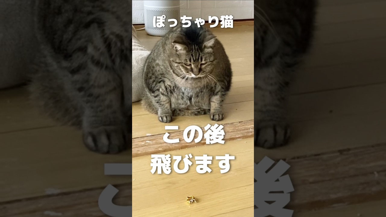 10kgの猫が飛ぶ動画　#shorts #short #cats #cat #でぶ猫