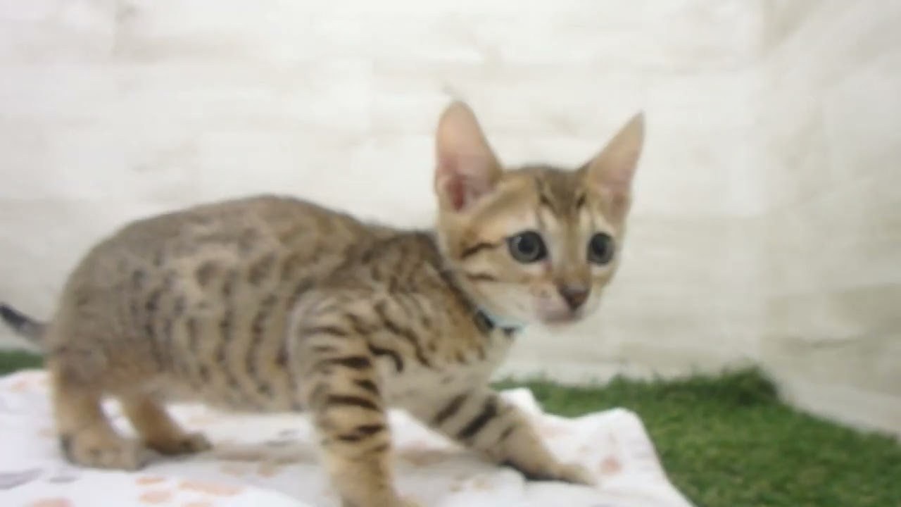 Coo&RIKU　No00648256 エジプシャンマウ