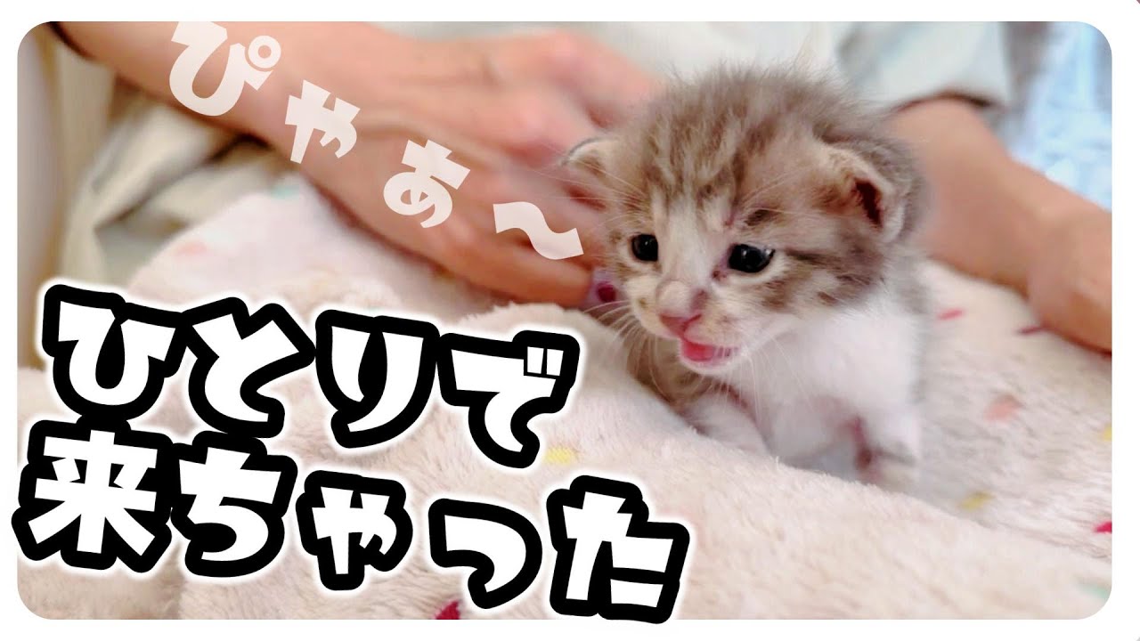 【ミルボラ】ひとりっ子猫！初日から哺乳瓶ミルク「ちゅぱちゅぱ」【保護猫生活1日目】