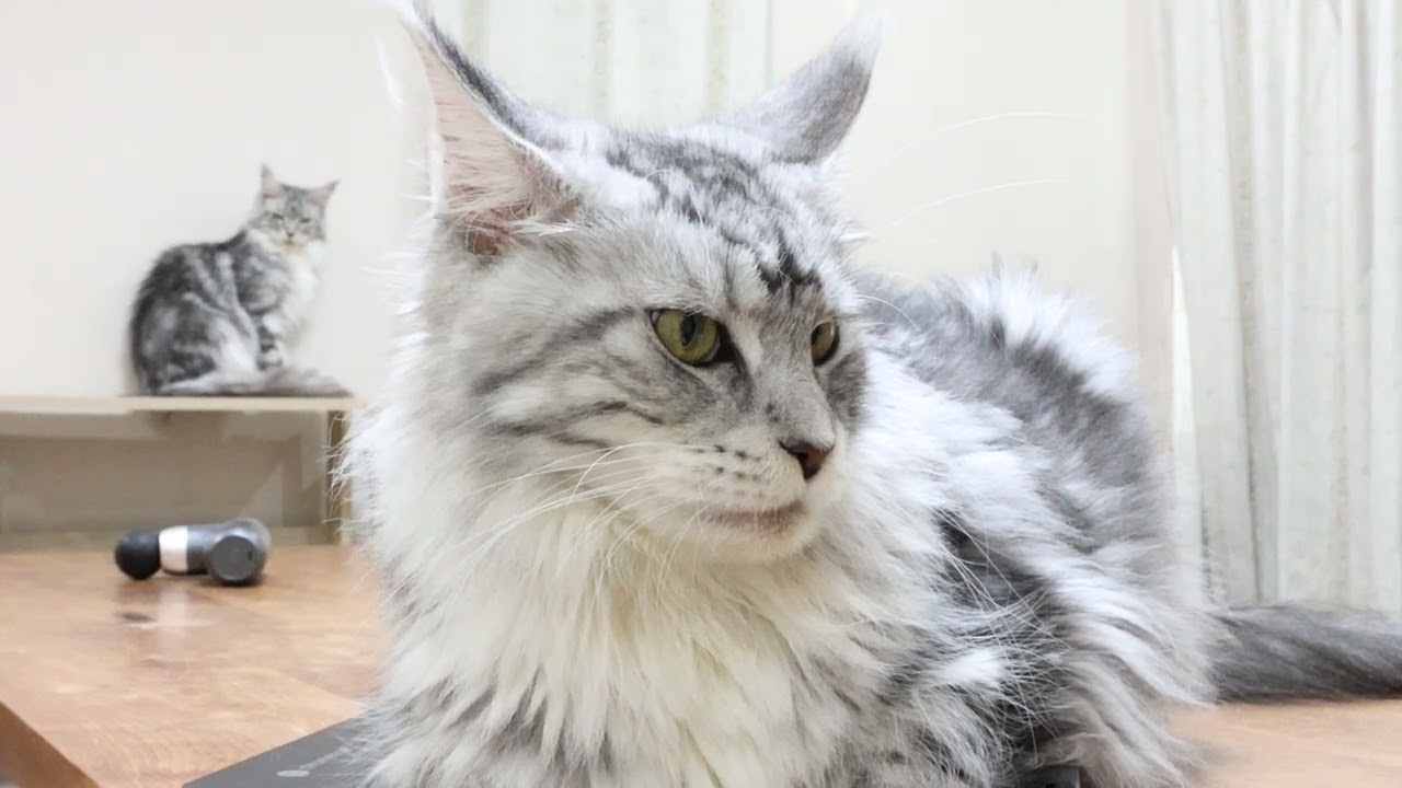 堂々としたメインクーン母の祭りさん