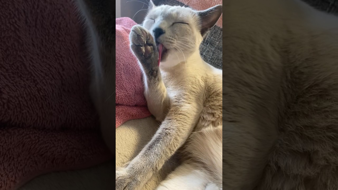 ひたすら毛繕いをするロシアンブルーの玲くん🐈‍⬛ #ロシアンブルー #猫好きさんと繋がりたい #猫のいる暮らし #毛繕い