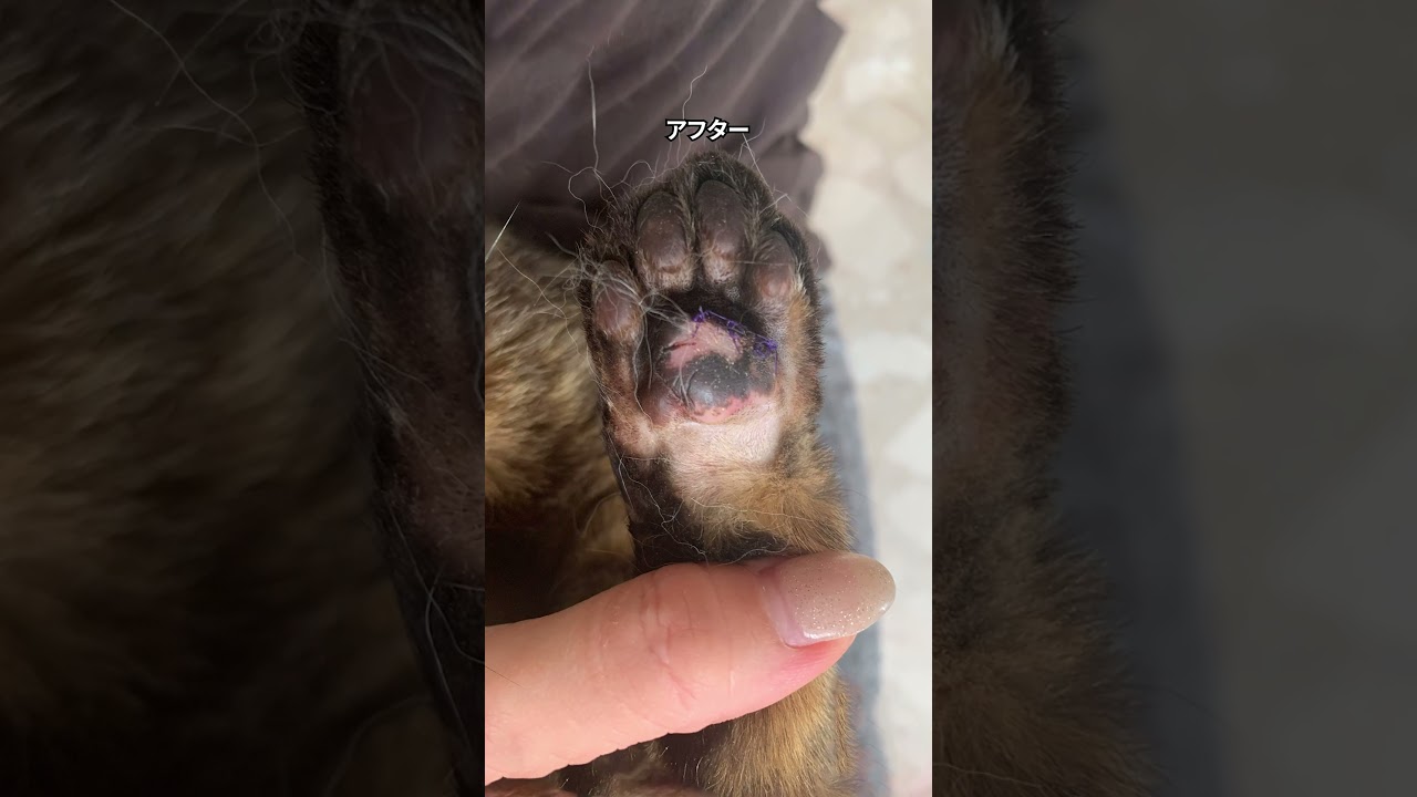 見たこともない難病を乗り越えた猫