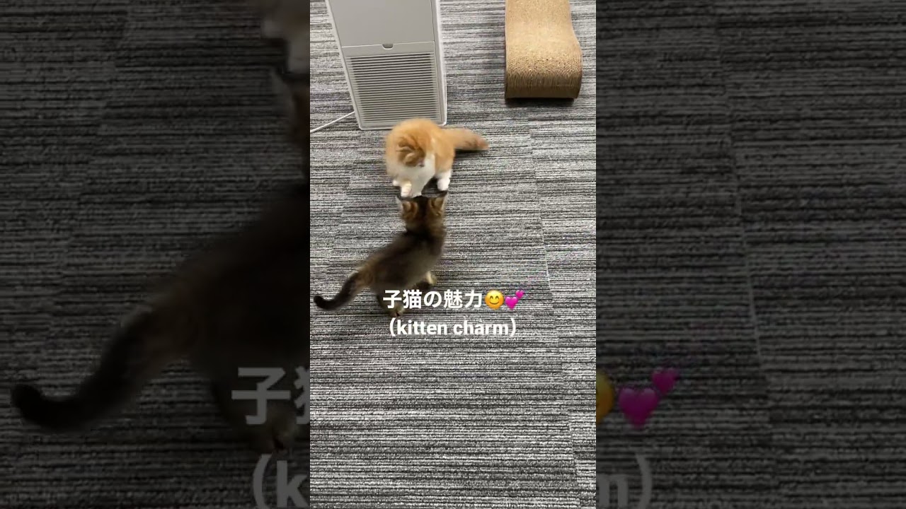 【多頭飼い】お友達がいるとこんなに楽しい😊💕#スコティッシュフォールド #ソマリ #多頭飼い #cat #ペット