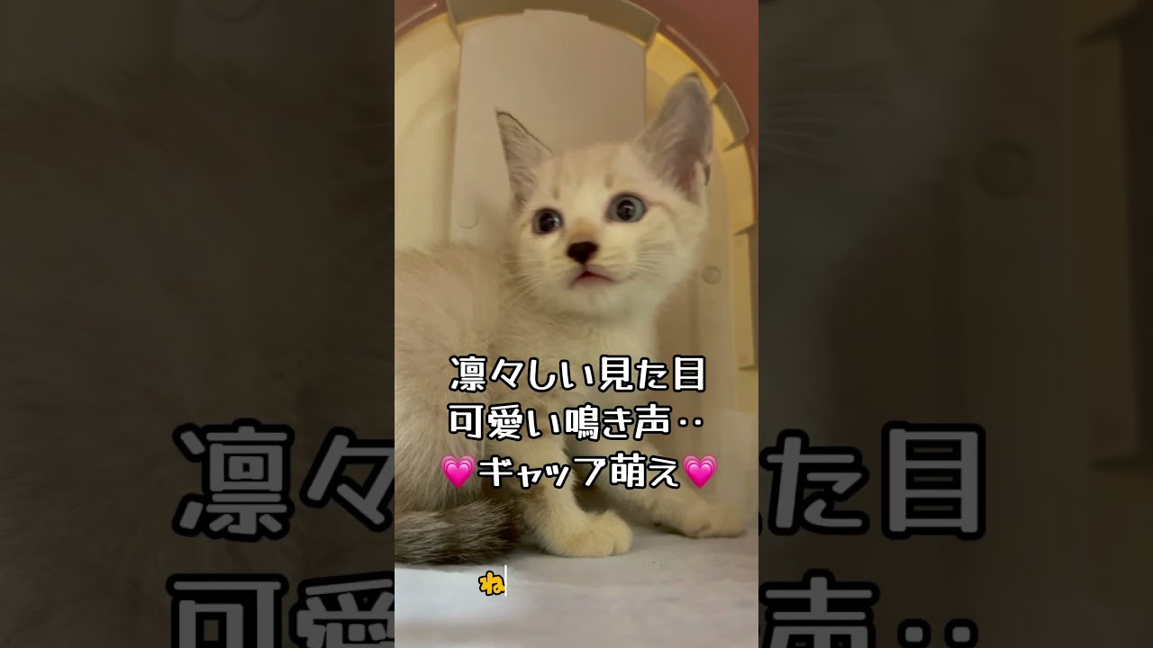 【保護 シャム猫】呼んだ？カワイイ鳴き声のイケニャンに注目✨目標ボス猫イケニャン大地くんを見に来てね💗 / rescued a kitten #shorts #可愛い鳴き声 #ボス猫
