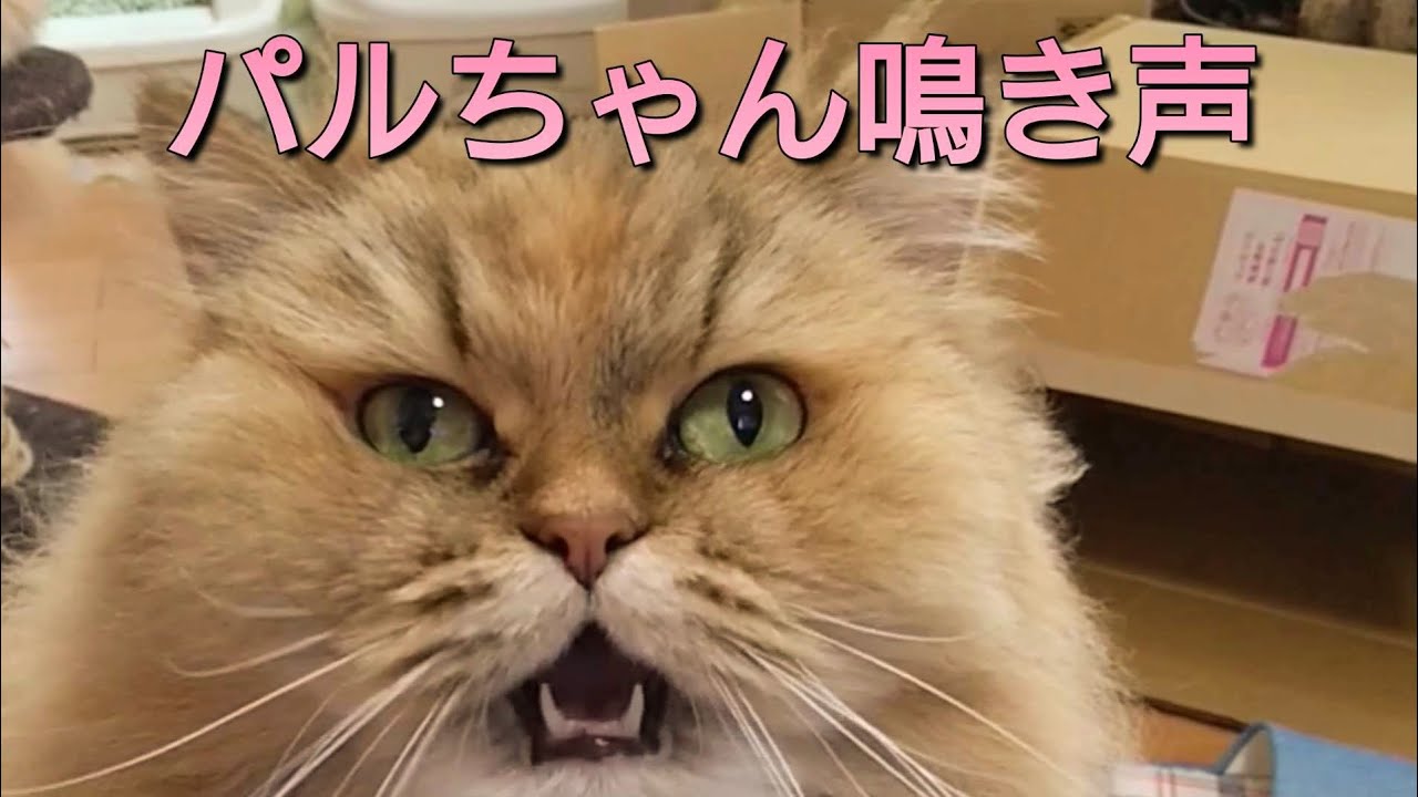 アメリカンカールとお話し出来てると思っている私