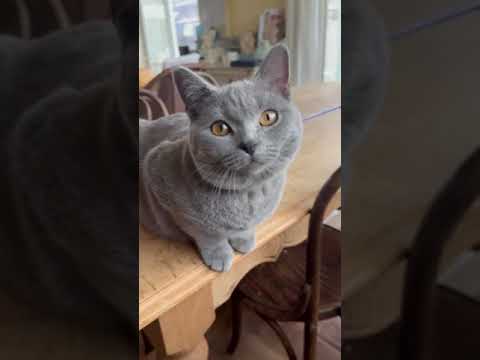 シャルトリュー 去勢手術済みです。父猫はアメリカ外産。ブルーソリッド（フワフワなダブルコート）