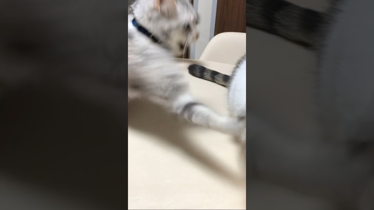 【スコティッシュ】ねこの高速パンチ🤛🙀　#cat #ねこ #猫パンチ #shorts