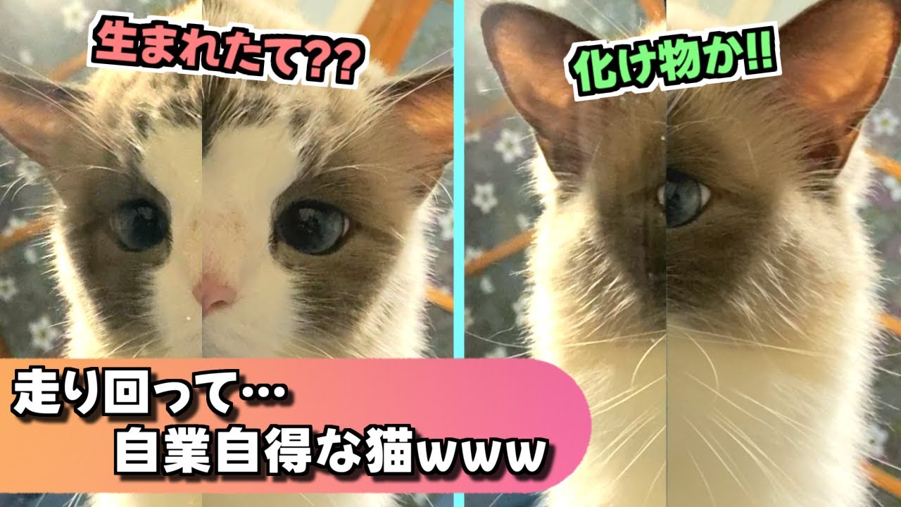 iPadで遊ぶラグドールとラグドールで遊ぶ飼い主の末路ｗｗｗ【猫のナレーション】
