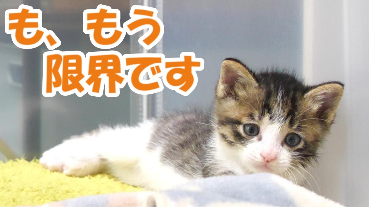 眠たさ限界の子猫に忍び寄る魔の手の正体は？【赤ちゃん猫　保護猫】