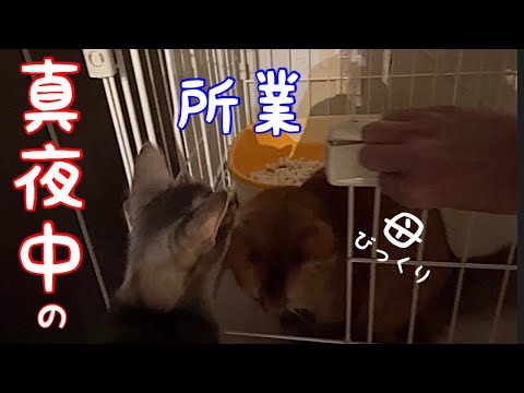 【衝撃】真夜中のケージで行われる所業　暴露します❗️【ソマリ】