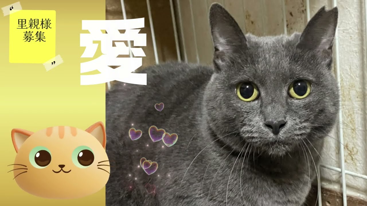【里親募集】愛　猫