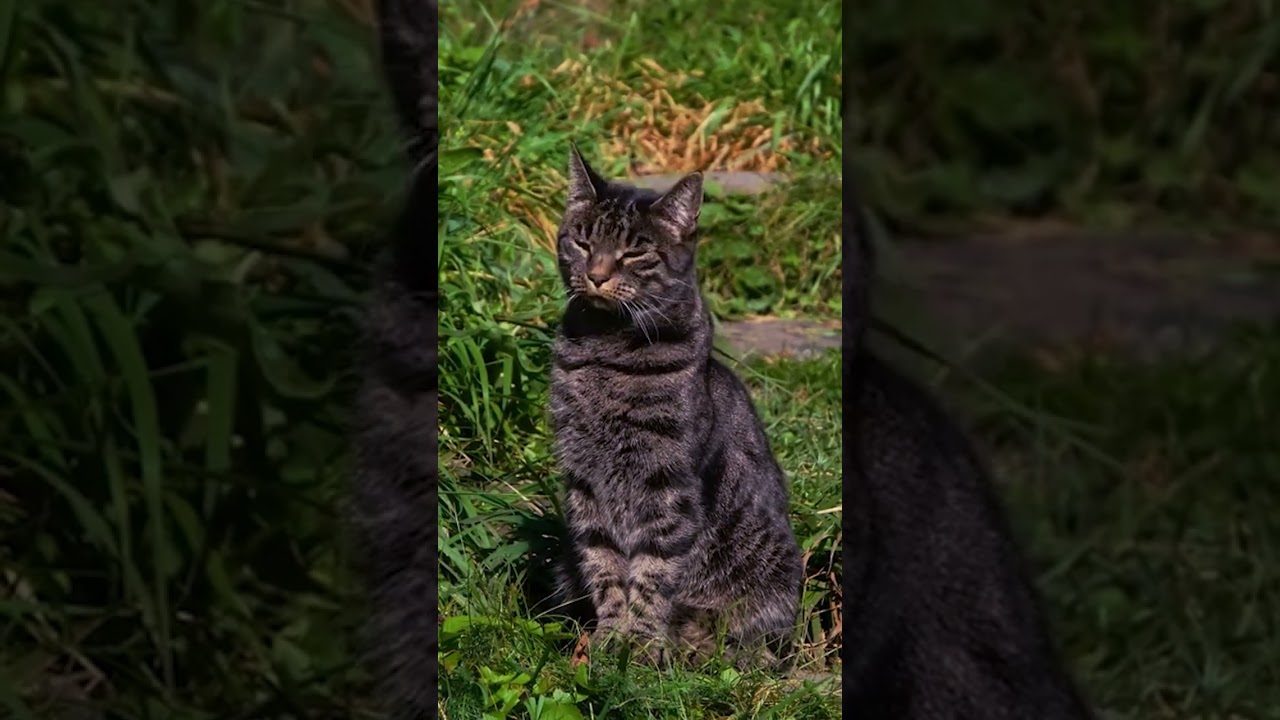 KUCING LUCU PART 4 #kucing #kucinglucu #kucingbelang