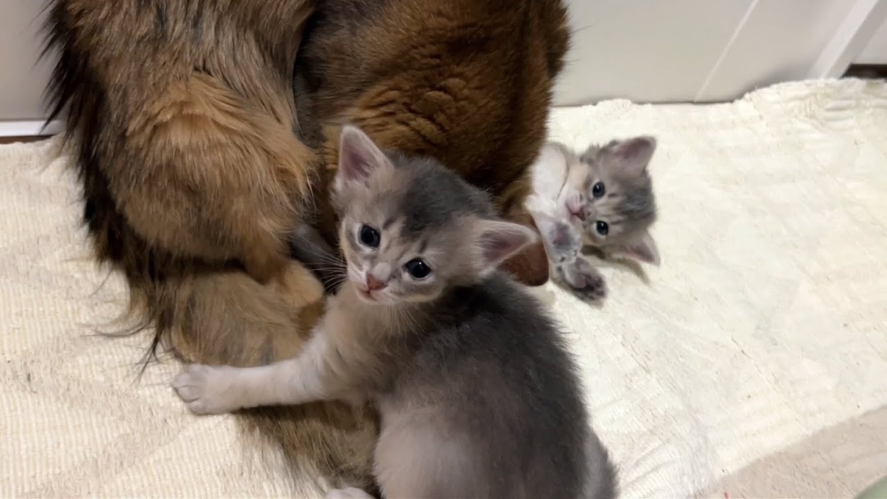 敬遠の毛繕い。