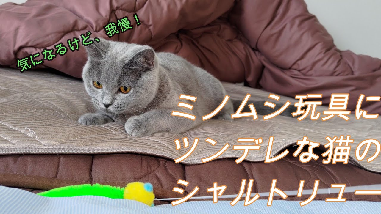 ミノムシ玩具にツンデレな猫のシャルトリュー
