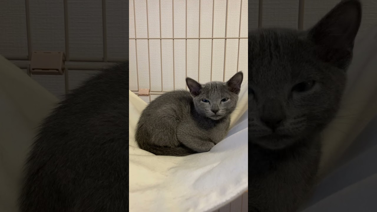 Good night, sleepy Russian blue kitten #cat #kitten #RussianBlue #子猫 #ロシアンブルー #shorts