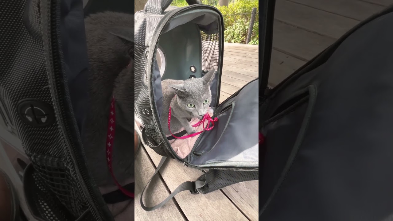 久しぶりだからドキドキ！🐱#shorts