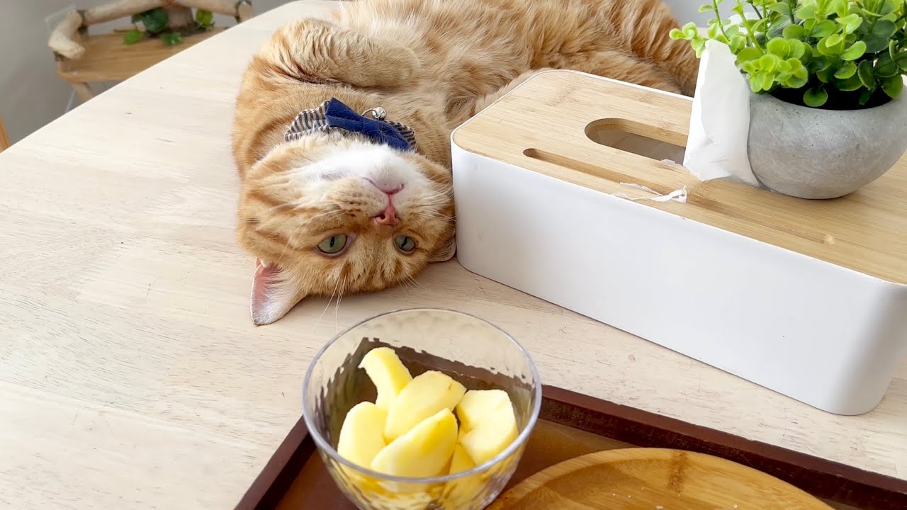 なんでもいいから何かが欲しい茶々パパ #猫 #マンチカン