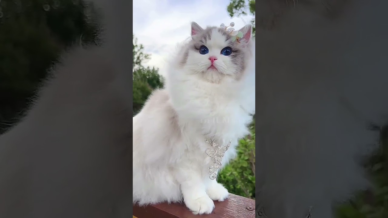 Mystical Beauty - Opium Ragdoll Cat vs. Thanos Ragdoll Cat