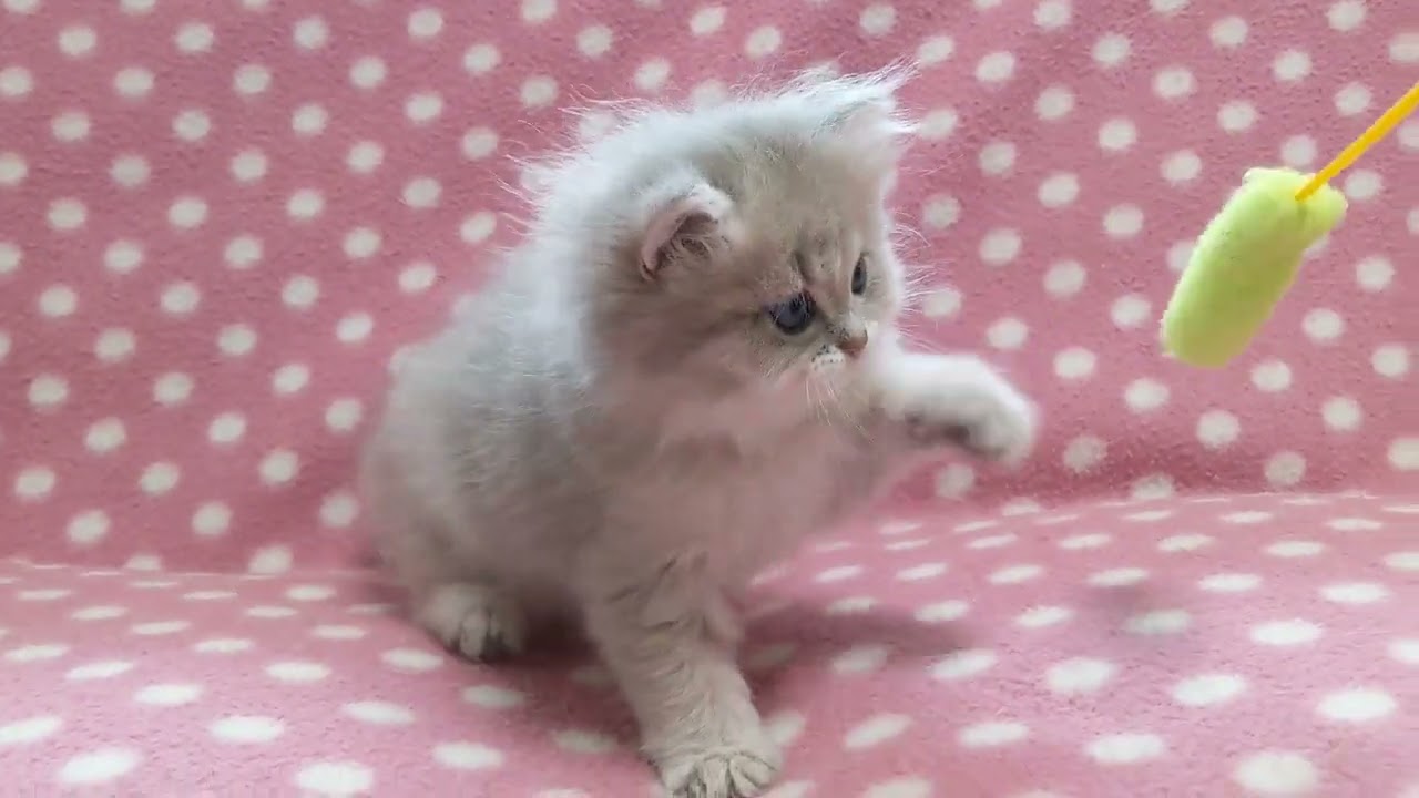 ペルシャ（チンチラ） 撫でられるの大好き甘えん坊なブルーチンチラゴールデンの男の子♪