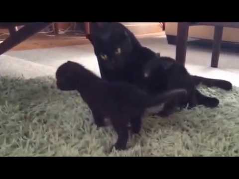 黒猫 ボンベイ赤ちゃん。ママどこー^_^