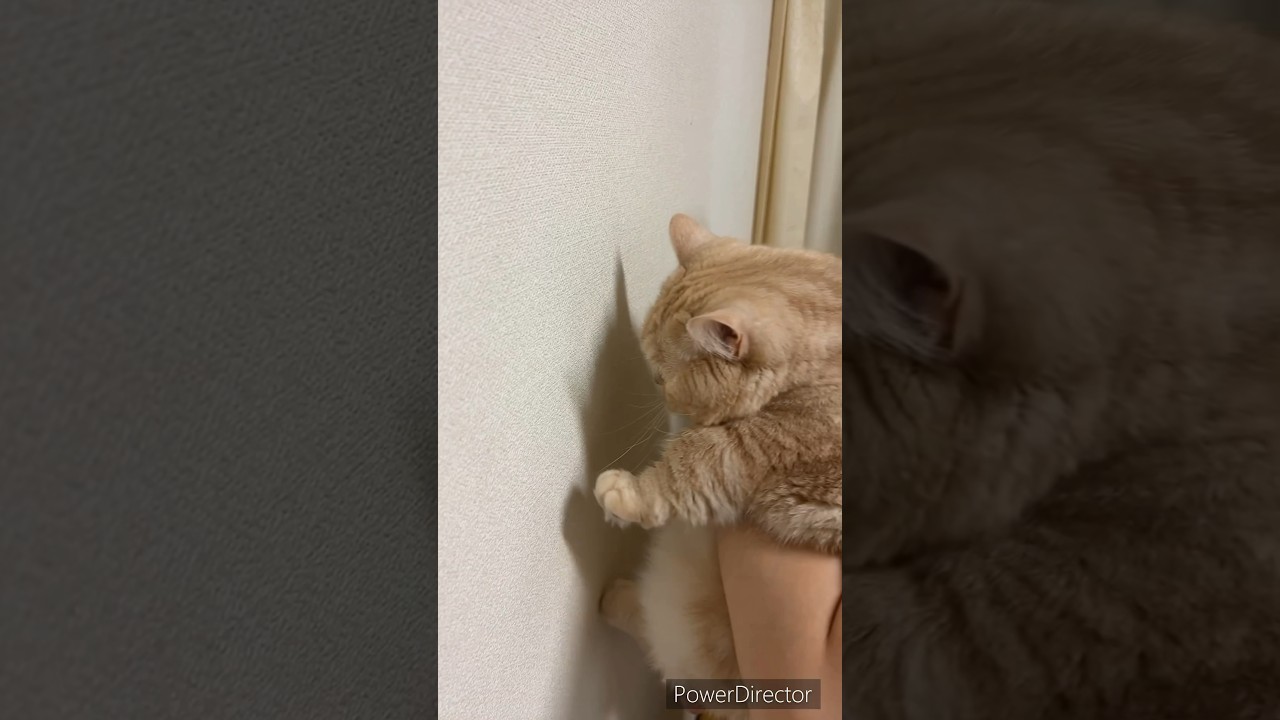 【賢い猫チャレンジ】壁に手をつく猫は賢い！？短足マンチカンのみるくにもできる？　#short #マンチカン # #猫 #短足マンチカン