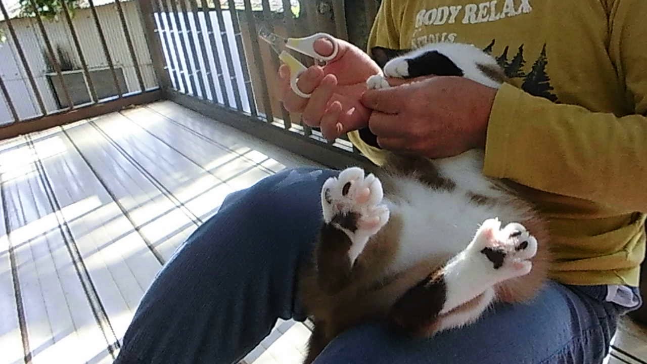 つめ切りが嫌いなスノーシュー猫　Snowshoe cat