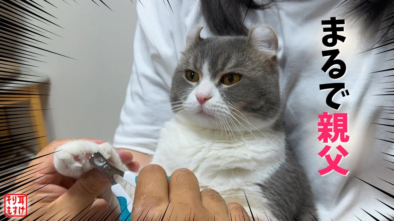 ついに爪の切られ方をマスターして人間化した猫がこちらｗ【秘蔵映像有】