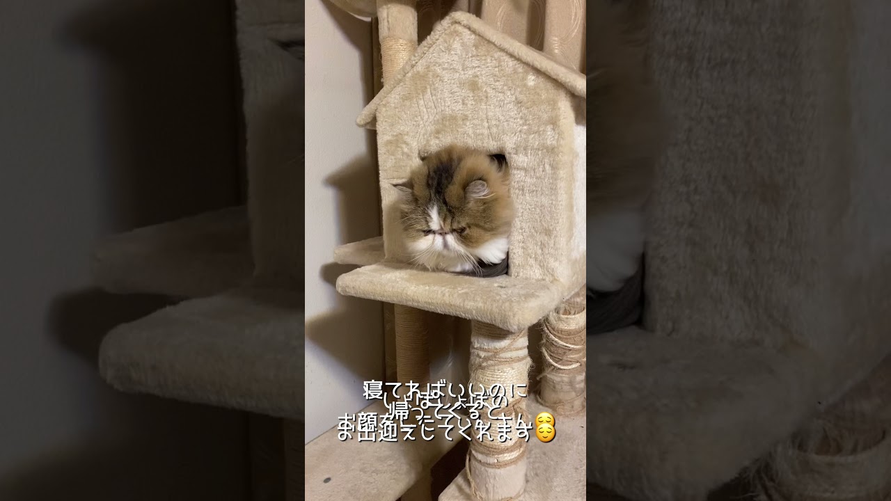 【ペルシャ猫】お出迎えしてくれます。#shorts