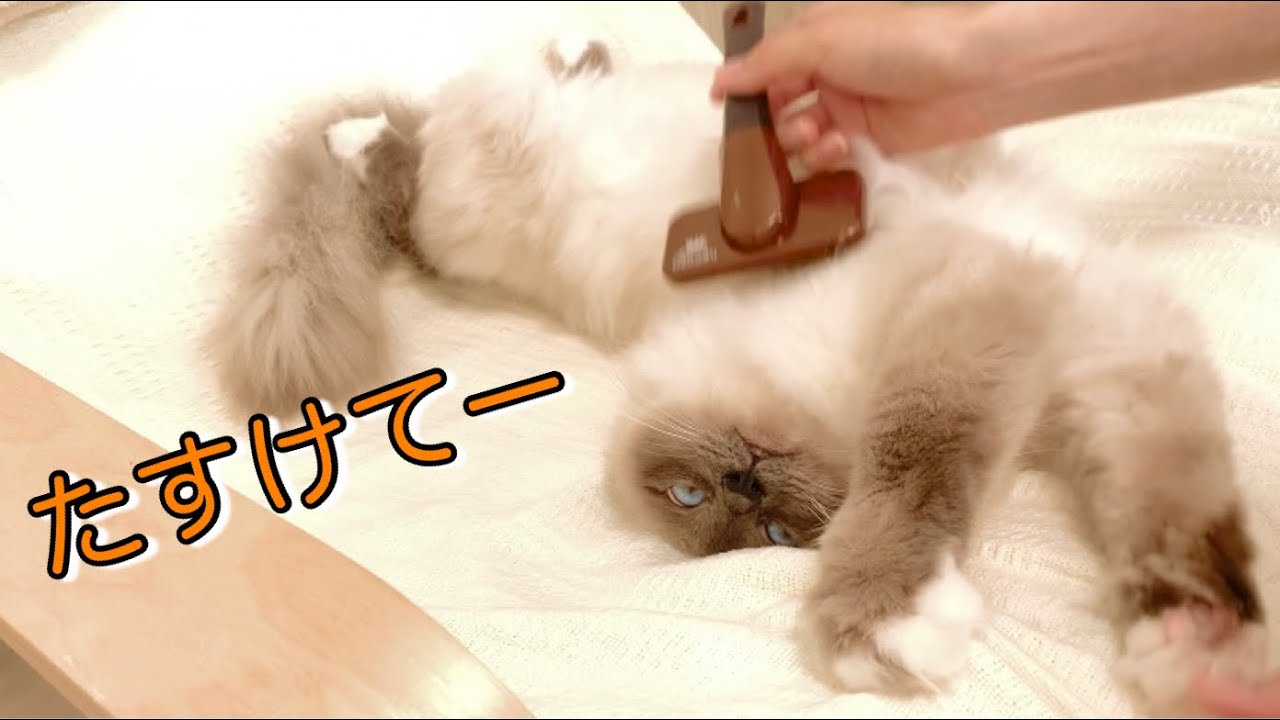 モフ猫がブラッシングを嫌がり続けた結果【バーマン】