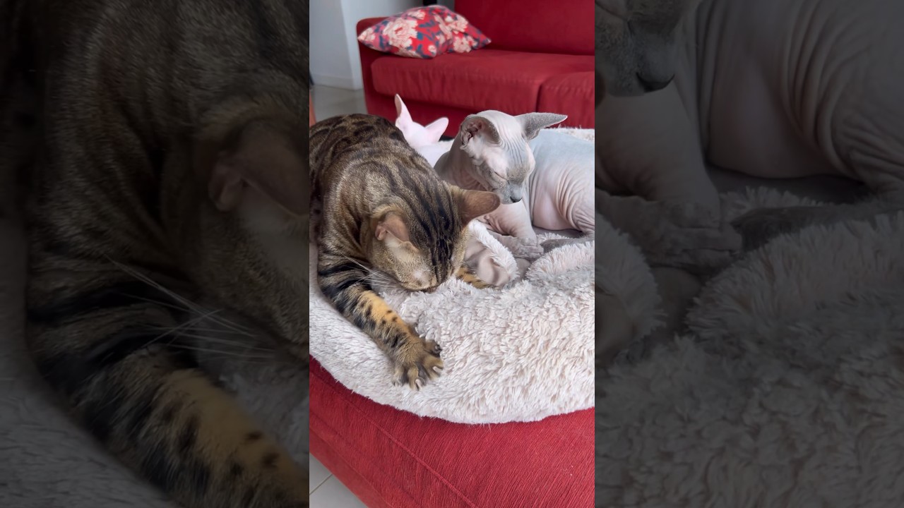 おっぱいが恋しい3歳の猫【ベンガル スフィンクス猫】