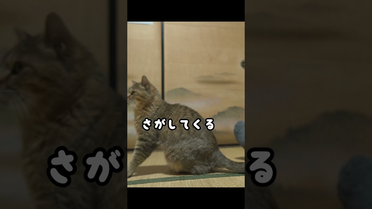 大好きなママが居ない…悟った元野良猫の行動が切ない…  #shorts #元野良猫