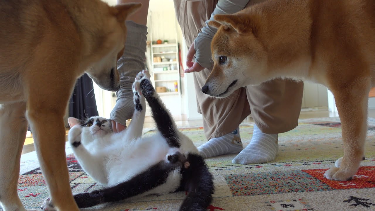子猫が抜糸へ！すると柴犬は飼い主の一言で全てを察しました。