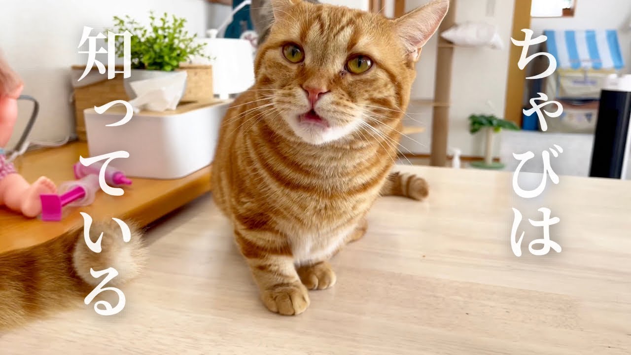 ちゃびくんは何かに気づいた #猫 #マンチカン