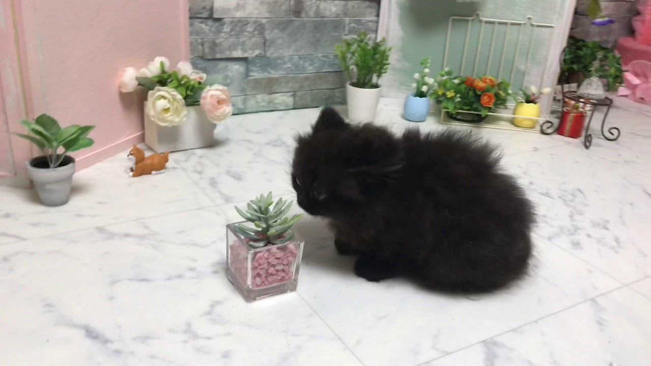 【ナナハチ’s ROOM】長足マンチカン☆ロングヘア  ブラックの女の子  20190719