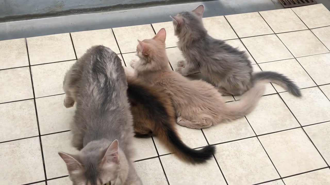 生後88日〜 ソマリの子猫（ルディ、ブルー、フォーン）