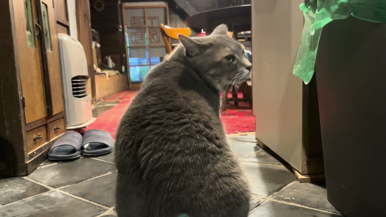 #風の猫　晩ごはんのニンジンを刻むあいだ待ちきれず..　スマホにスリスリして２度倒し..　カツオ節をかけてもらって..　美味しそうに食べる猫・・・