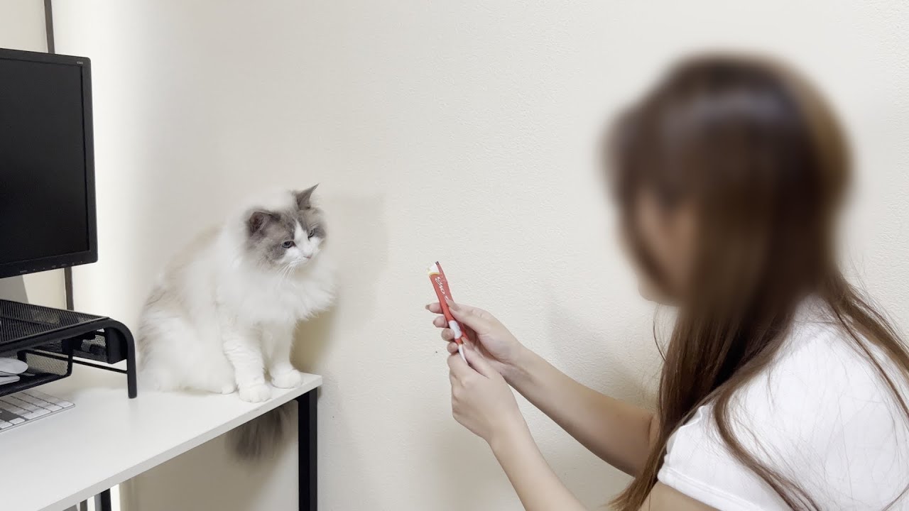 猫嫌いの従妹とラグドール猫が初対面したらまさかのこうなりました。