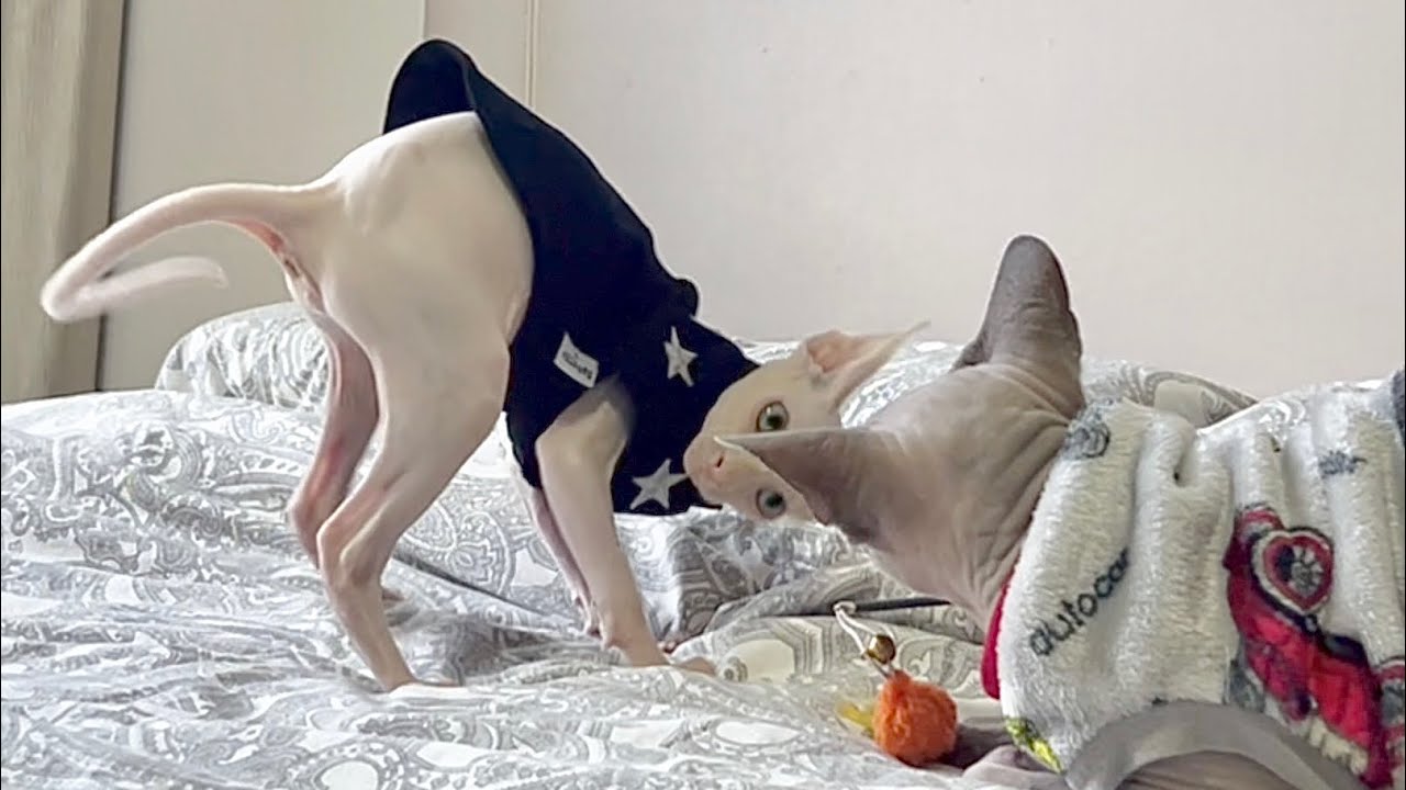 新入り子猫の煽りスキルwやんのかステップが面白いw【スフィンクス猫】