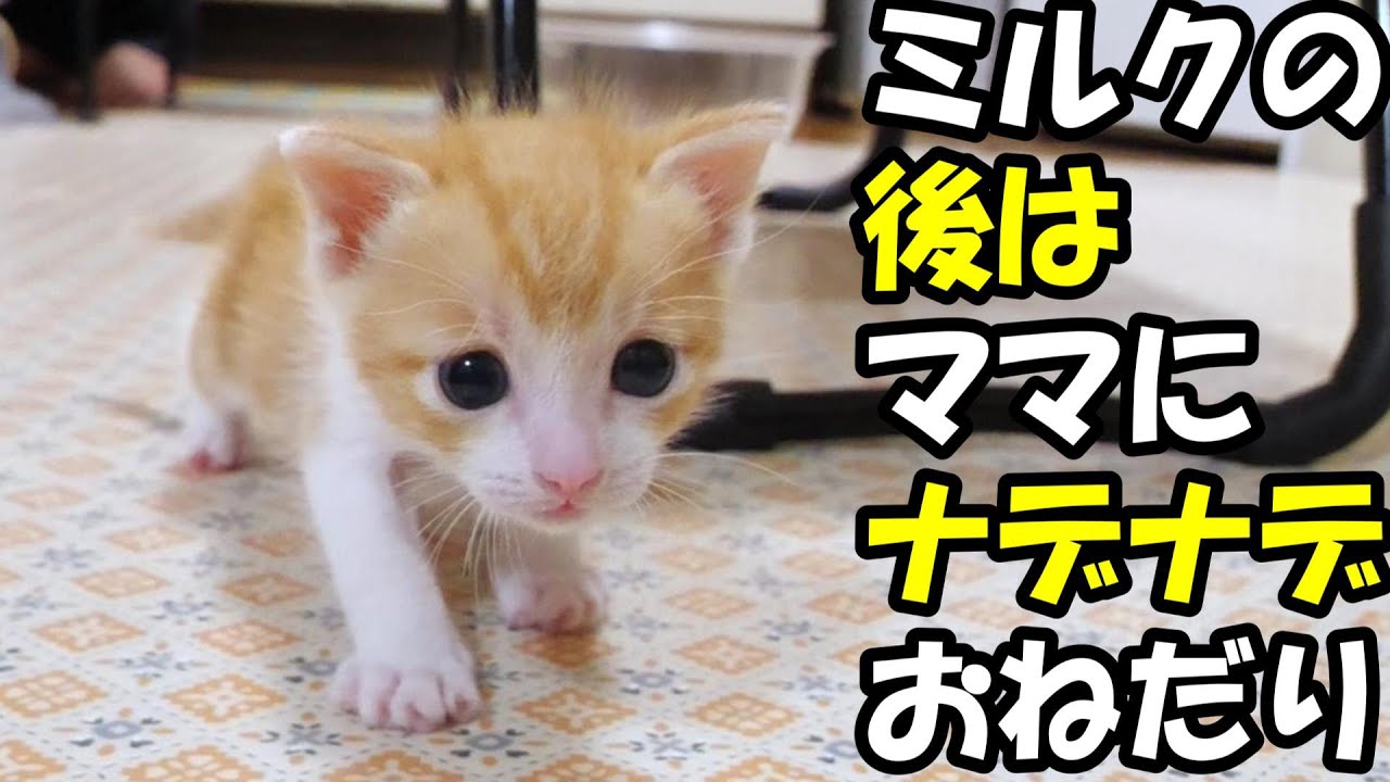 子猫にとってママのなでなでが最高のご褒美？【赤ちゃん猫　保護猫】