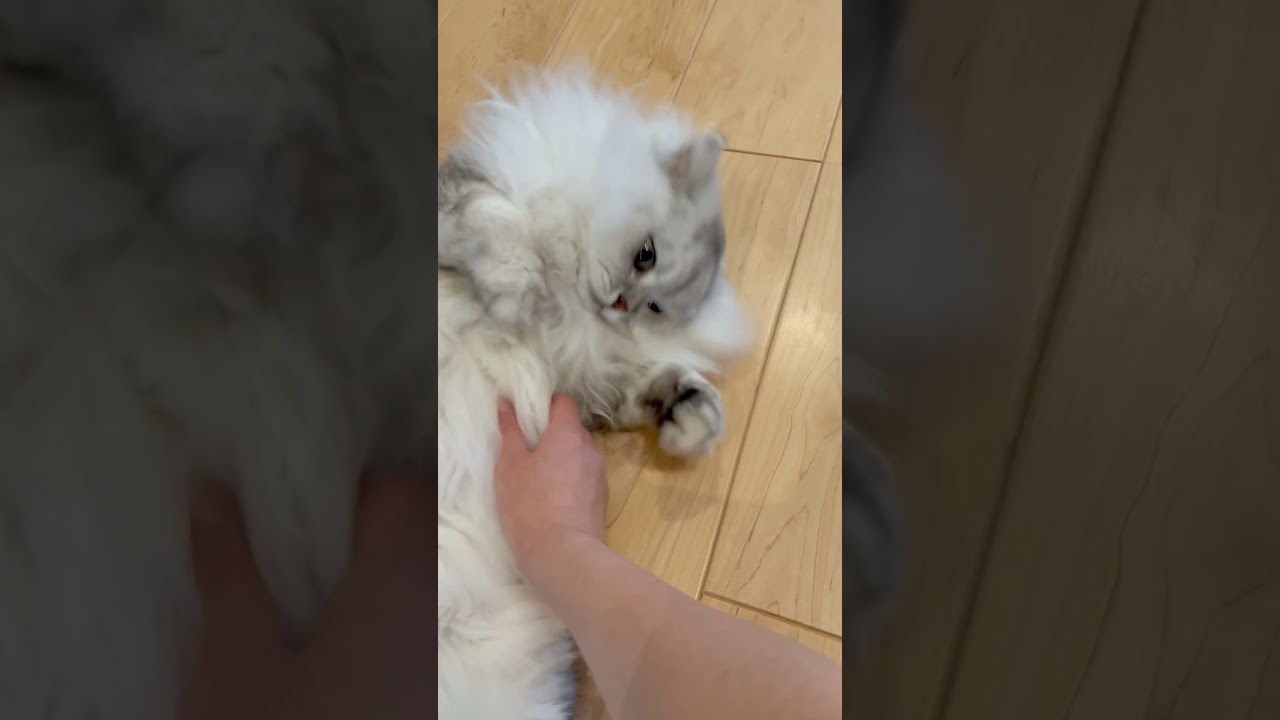 モフられるもふもふ猫 【サイベリアン】 #Shorts