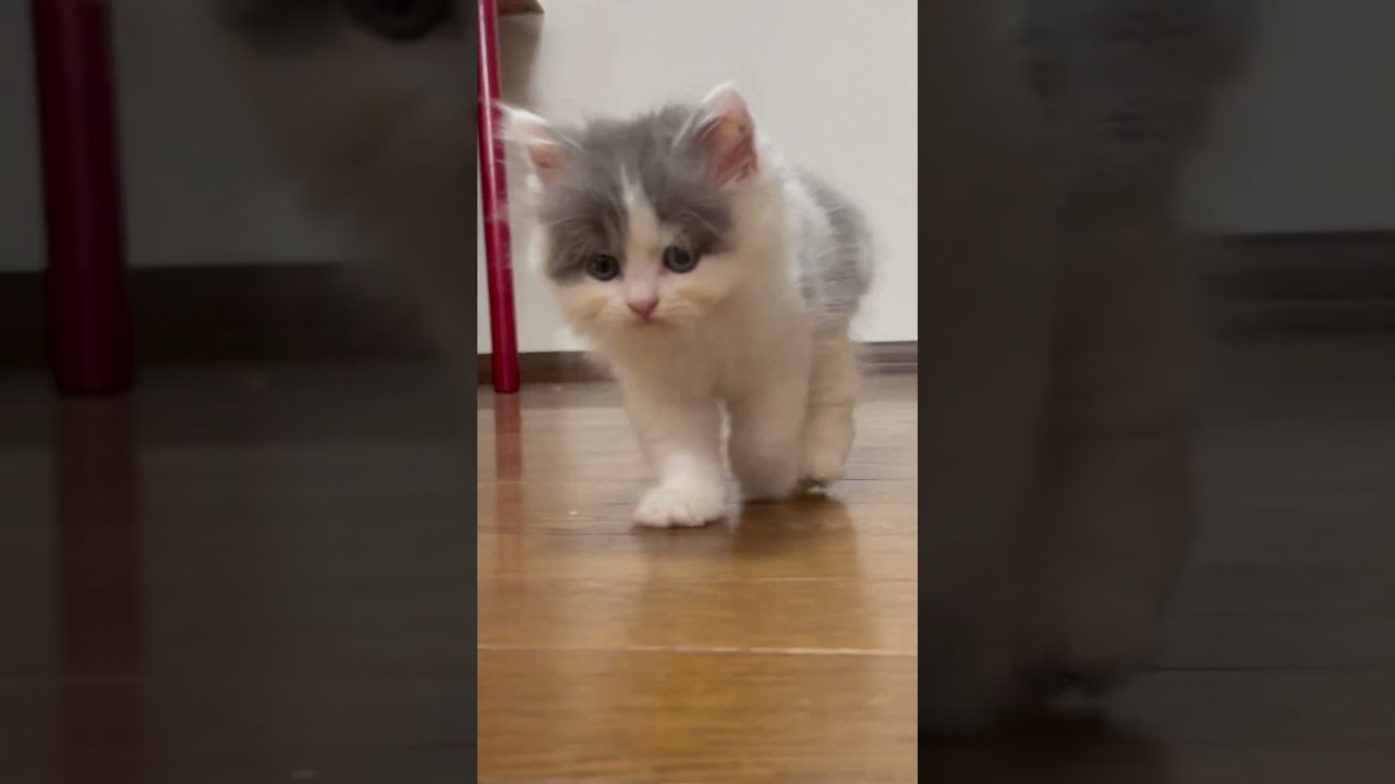 【ブリティッシュロングヘア6/6生】ブルー&ホワイト男の子ご紹介です#shorts