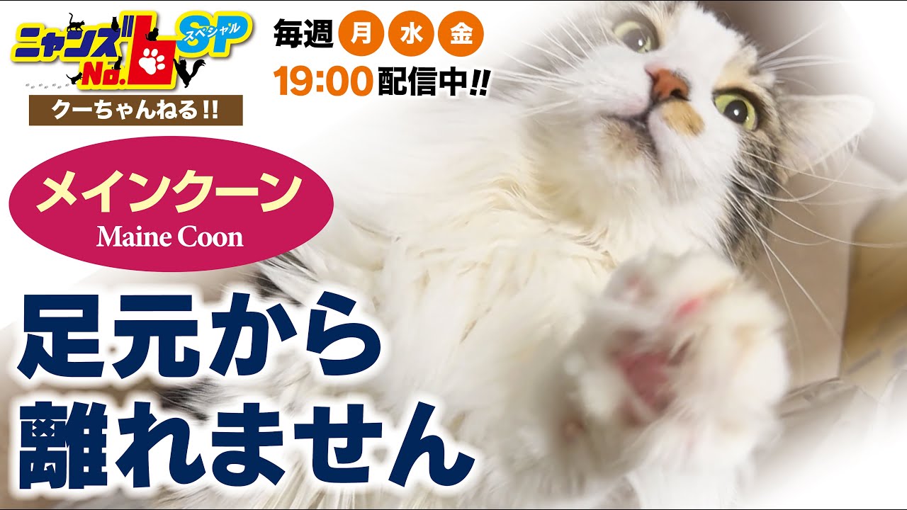 【メインクーン/Maine Coon】足元から離れません