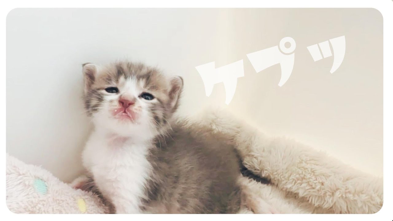 【子猫のミルク】「ぐびぐびぐびぃ」飲み終わって見上げてくる顔が反則級にかわいすぎた【保護猫生活2日目】
