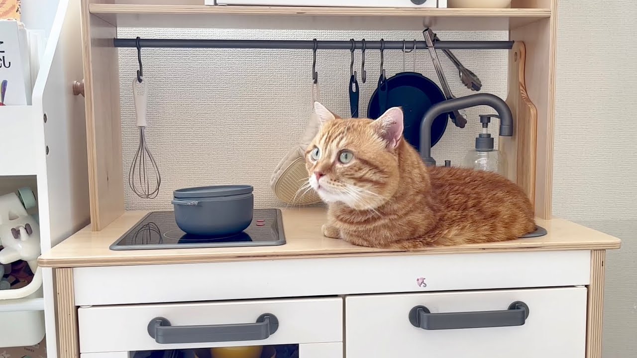 ぽちゃくんがハマってました。 #猫 #マンチカン