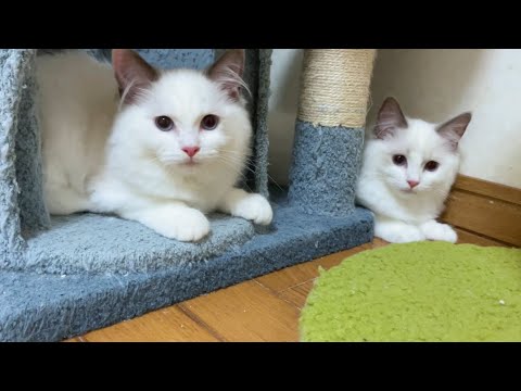 【ラグドール】黒目の大きなふわふわちゃん【お迎え募集中】