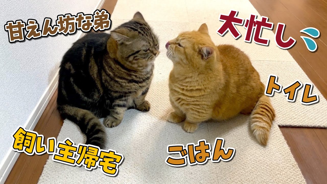 やることが多過ぎてテンパっちゃった兄猫がまさかの行動に…！？笑