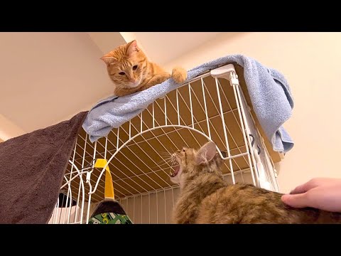 保護猫と先住茶トラ猫、直接対面させたらこうなりました